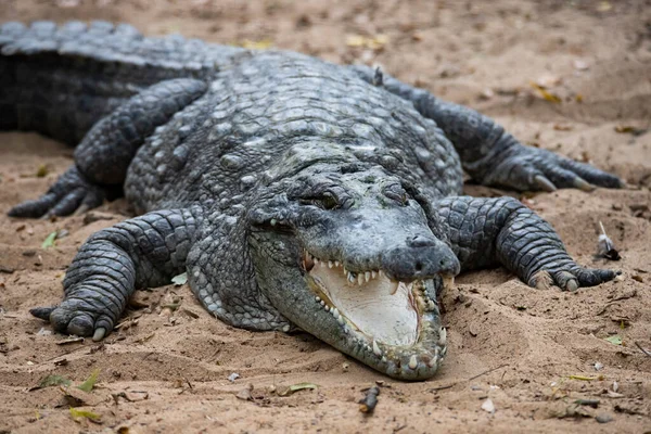 Boca Crocodilo Aberta Vista Frontal — Fotografia de Stock