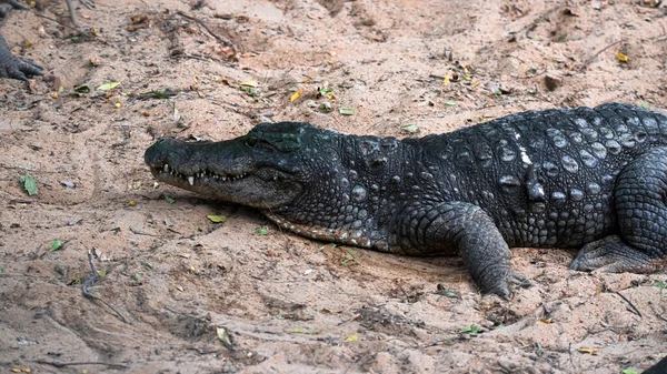 Crocodilo Deitado Terra Perto Lago — Fotografia de Stock