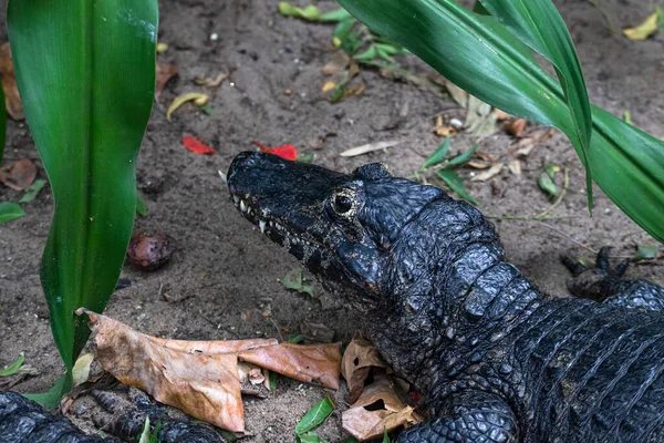 Small Crocodile Head Closeup Shot — Fotografia de Stock
