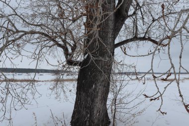 a thick tree with bare branches against a background of winter sky and snow