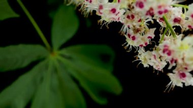 Çiçek ve yaprağı yakınlaştır, Aesculus hipokastanum, yaygın adı at kestanesi, Buckeye, conker ağacı, İspanyol kestanesi.
