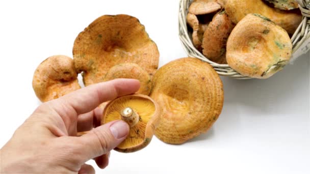 Lactarius Deliciosus Comúnmente Conocido Como Tapa Leche Azafrán Hongo Pino — Vídeos de Stock