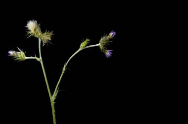 Carduus pycnocephalus (İtalyanca: 