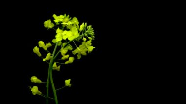  Brassica Napus, Canola çiçeği izole. Sağlıklı gıda yağı için sarı tecavüz çiçekleri, siyah arka planda kolza tohumu bitkisi
