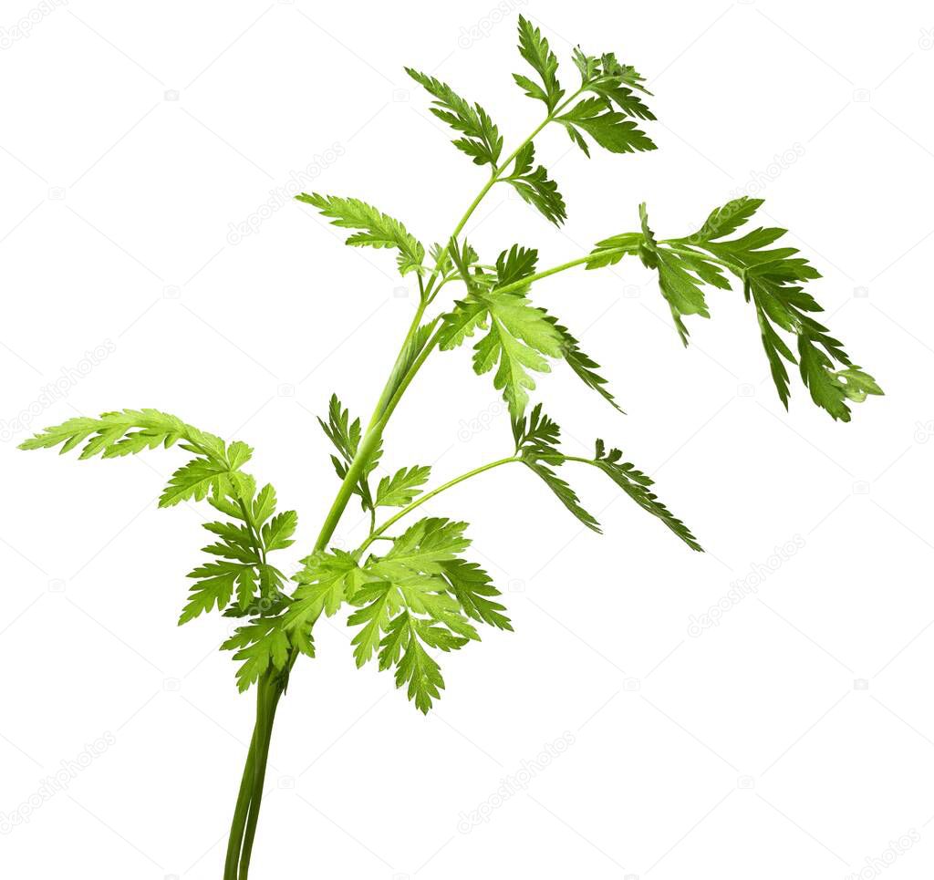 Chaerophyllum hirsutum, hairy chervil, is a species of flowering plant belonging to the parsley family Apiaceae in white background