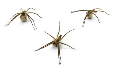 Lycosa tarantula, İpek yumurta taşıyan kurt örümceği, Avrupa 'nın en büyük örümceği İber Hayvanı.