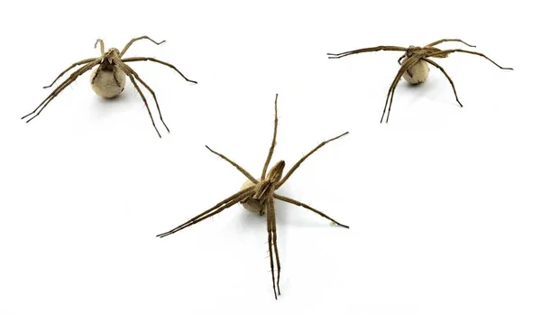 Lycosa Tarantula Wolfspin Met Een Zijden Iberische Fauna Grootste Spin — Stockfoto