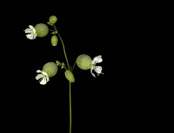 白炭黑属植物 Silene Vulgaris 是叶绿素科 Caryophyllaceae 的一种植物 — 图库照片