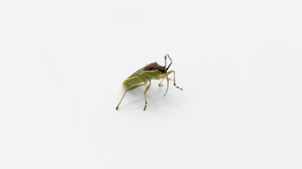 Beyaz Arka Planda Maccevethus Corsicus Corsicus Beetle — Stok video