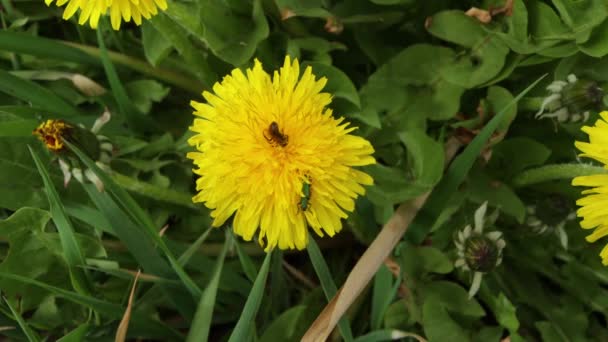 Eine Biene Und Ein Kleiner Grüner Käfer Saugen Einer Gelben — Stockvideo