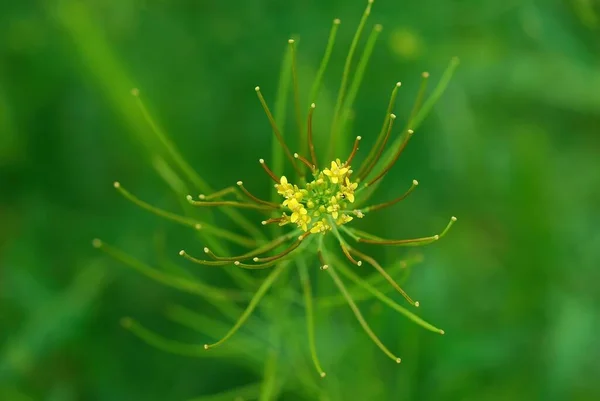 選択的フォーカス Sisymbrium Irioプランの花の素敵なボケ — ストック写真