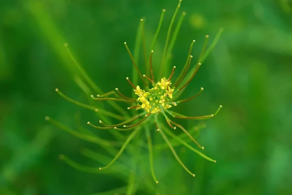 Foco Seletivo Bokeh Agradável Flor Sisymbrium Irio Plano — Fotografia de Stock