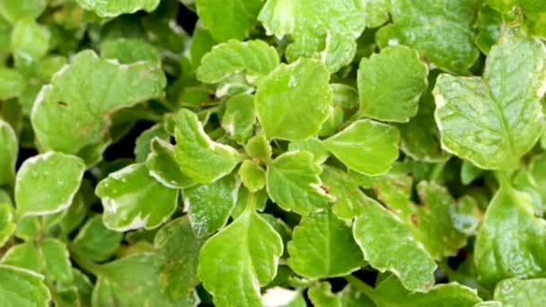 美丽的植物的叶子叫乳香 学名Plectranthus — 图库视频影像