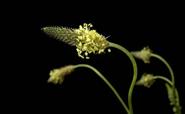 兰科植物 Plantago Lanceolata 是一种开花的植物 俗称丝绒植物 Ribwort Plantain 窄叶叶植物 Narrow Leaf — 图库照片