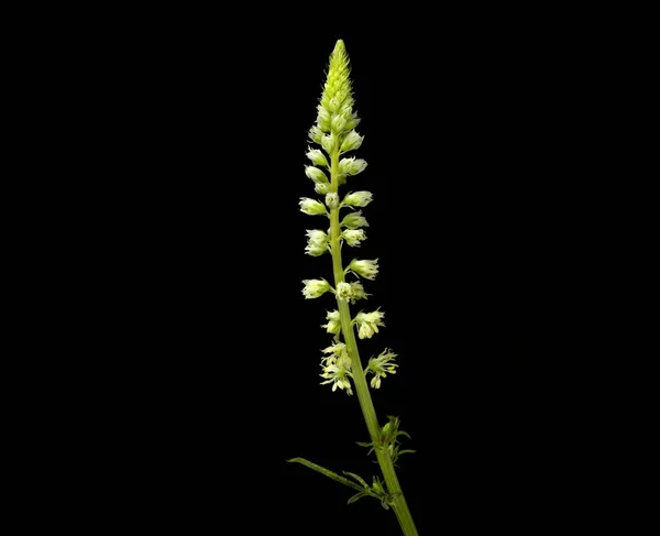 Reseda Luteola花 一般名ダイヤロケット ダイヤ雑草 黄色の雑草黒を背景に — ストック写真