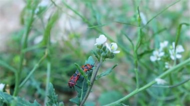 Bir çift kırmızı hemiptera, Eurydema ornata çiftleşmesi ve bir sarı daha, Eurydema ventralis.