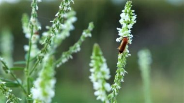 Cantharis Livida, asker böcek beyaz bir çiçeği emiyor.