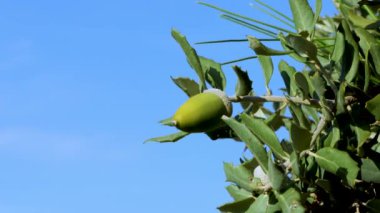 İspanya, Teruel 'de sonbahar mevsimi, meşe ağacında yeşil bir palamut, güzel mavi bir arka plan.