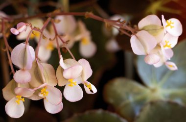  Begonya hidroklori güzel pembe çiçekler, anormal melez bitkiler, melek kanadı begonya begonyası.