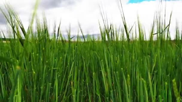 Vídeo Baixo Ângulo Campo Trigo Ainda Verde Nos Campos Teruel — Vídeo de Stock