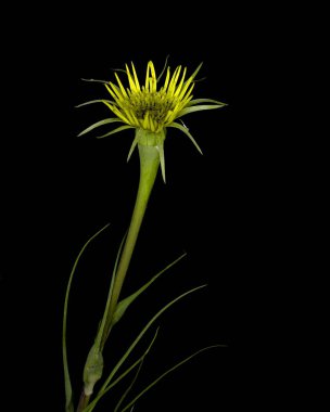 Tragopogon dubius bitkisi, büyük keçi sakalı, siyah arka planda sarı çiçek.