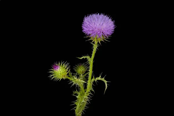 Cardo Espinoso Sin Plumas Con Flor Purple Carduus Acanthoides Sobre —  Fotos de Stock