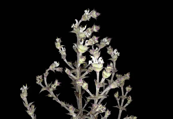 Estúdio Tiro Flores Roxas Planta Sábio Africano Salvia Aethiopis — Fotografia de Stock