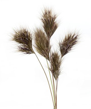 Anisantha rubens, Bromus rubens. Bromine dikenli bitki ya da kırmızı tüy tozu, stüdyo çekimi, beyaz arka plan.
