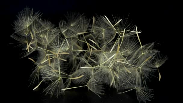 Tragopogon Dubius Samen Gebräuchlicher Name Gelbe Schwarzwurzel Gelber Ziegenbart Westliche — Stockvideo