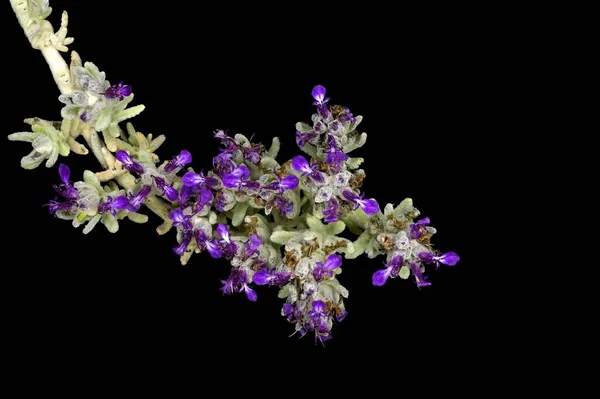 Sedum Sediforme Planta Pedra Pálida Com Flores Azuis Violetas Roxas — Fotografia de Stock