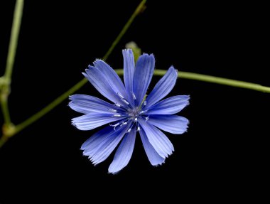 Mavi izole edilmiş cichorium, siyah arkaplanda Cichorium intybus çiçeği, yaygın hindiba.