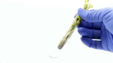 Beyaz arka plan, ekolojik ve bilimsel konsept üzerinde test tüpünde bir bitkinin hidrofonik yetiştirilmesi