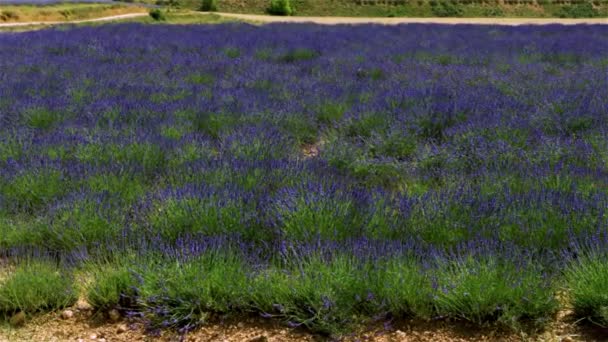 Bloeiende Lavendelvelden Teruel Met Echte Tinten Kleuren Geurige Bloemen — Stockvideo
