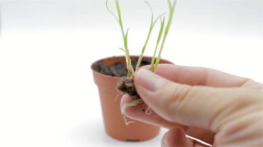 Seeds of Cyperus esculentus, hydrated and germinated Valencian tigernuts on white background