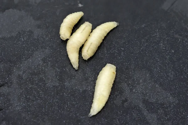 Larvas Mosca Viva Musca Domestica Sobre Fundo Cinzento — Fotografia de Stock