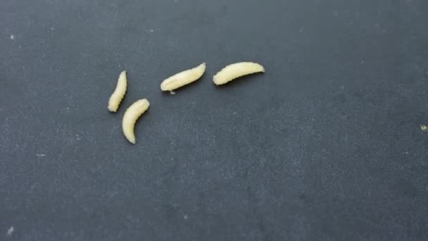 Larvas Mosca Vivas Musca Domestica Sobre Fondo Gris — Vídeo de stock