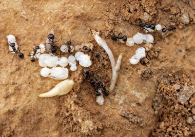 Sıradan bir karıncanın yaşam döngüsü. Karınca yuvasının içinde pupa ve larva topluyor.