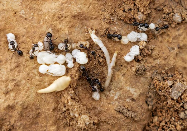 Life cycle of a common ant. Collecting pupae and larvae inside the anthill