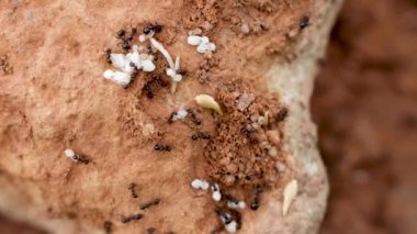  Sıradan bir karıncanın yaşam döngüsü. Karınca yuvasının içinde pupa ve larva topluyor.