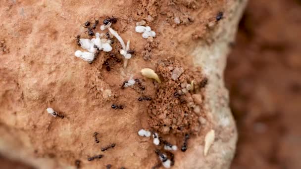 Lebenszyklus Einer Gemeinsamen Ameise Puppen Und Larven Ameisenhaufen Sammeln — Stockvideo