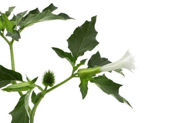 Datura Stramonium Flores Trompete Anjos Folhas Verdes Delicadas Contra Fundo — Fotografia de Stock
