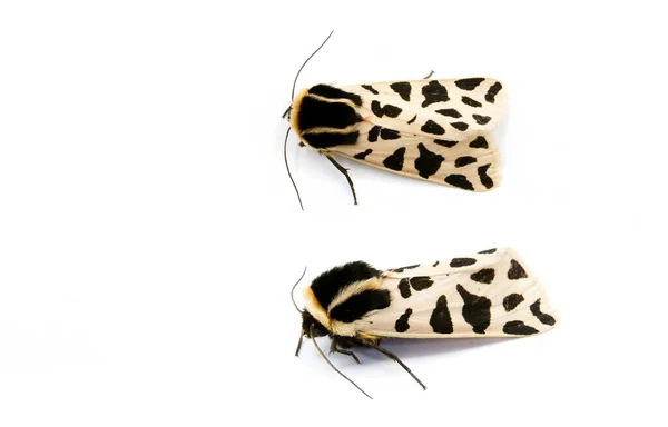 Garden Tiger Moth Great Tiger Moth Artia Caja White Background — Stock Photo, Image