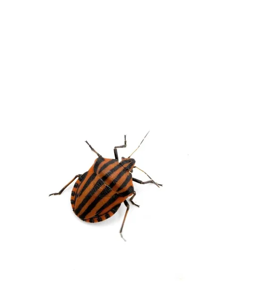 Ein Exemplar Von Graphosoma Lineatum Kleiner Käfer Mit Roten Linien — Stockfoto