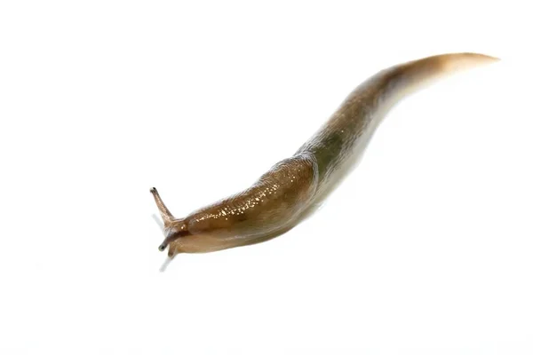 Common Ground Slug Arion Ater Moving White Background — Stock Photo, Image