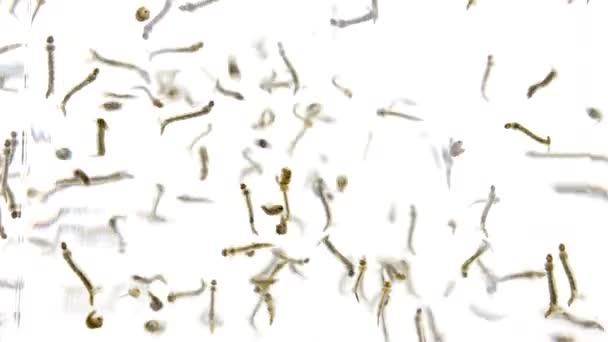 Multitud Larvas Mosquitos Pupa Mueven Rápidamente Agua — Vídeos de Stock