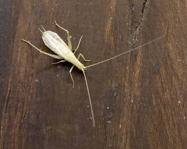 Vereinzeltes Exemplar Männchen Von Oecanthus Pellucens Gebräuchlicher Name Ist Italienische — Stockfoto