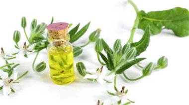 Borage yağı, Borago resmi çiçekleri beyaz arka planda, kapat