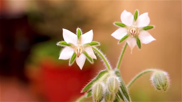 Venkovní Fotografie Květu Rostliny Názvem Divočina Vědecký Název Borago Officinalis — Stock video