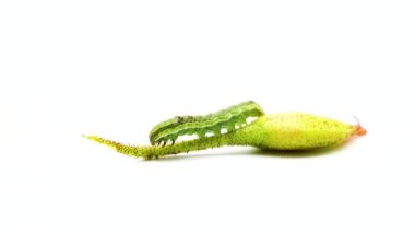 Helicoverpa armigera larva, dökülen ordu solucanı, meyve bahçesi haşeresi, beyaz arka planda izole edilmiş, hassas bir atışın yanında.