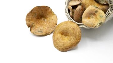 Ormandan yeni toplanmış ve beyaz arka planda izole edilmiş mantarlarla dolu bir sepetin hareketini durdur. Niscalos, Lactarius leziz